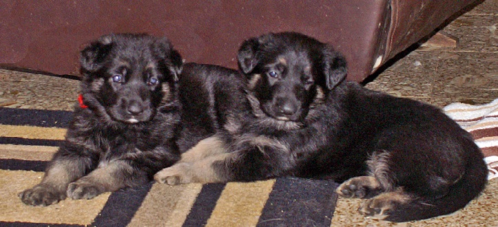 Kubistraum Puppies